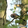 カケスの食事 3