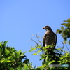 沖縄の鳥－サシバ２