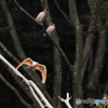 木から飛び出す