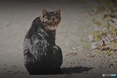 野良猫