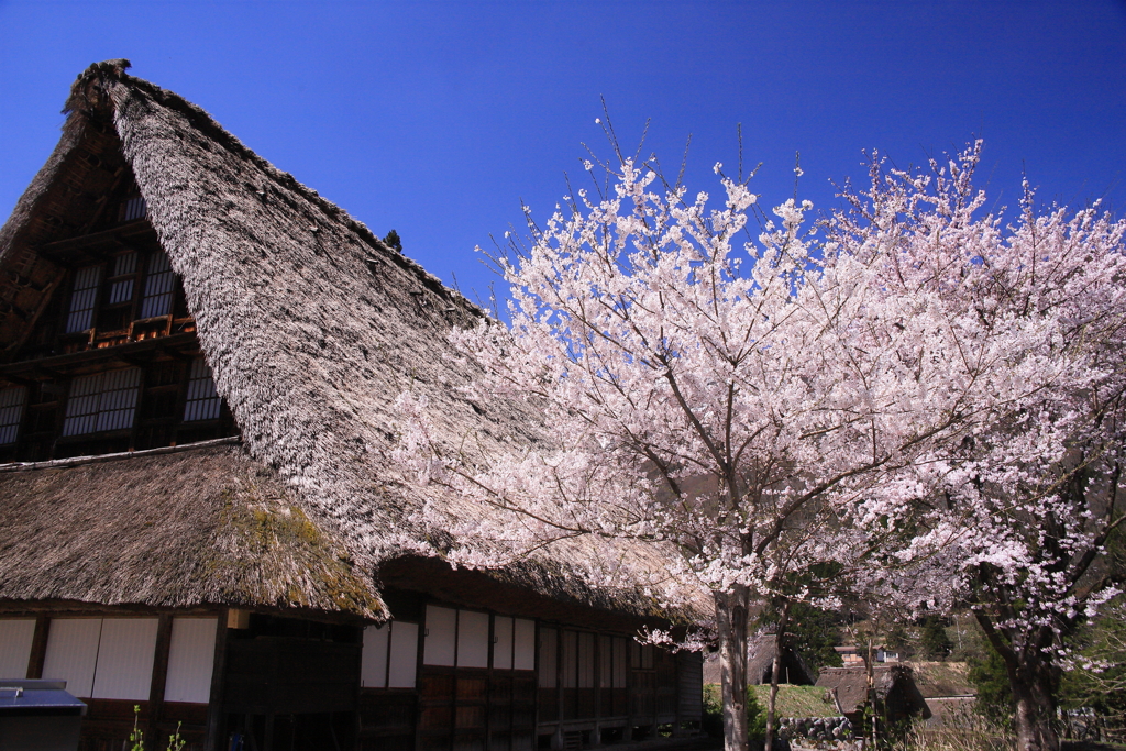桜咲く世界遺産 2