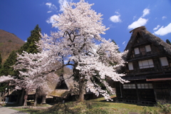 桜咲く世界遺産 6