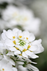 白い花