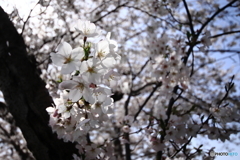 今年の桜