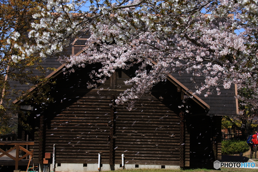 桜散る1