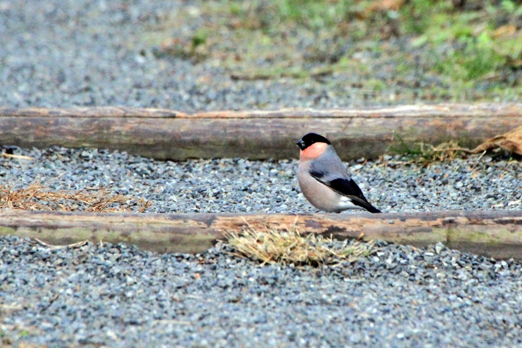ウソです。うそじゃないです、ホントです。ウソです。