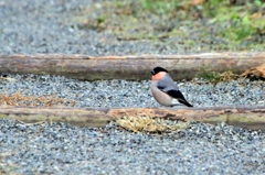 ウソです。うそじゃないです、ホントです。ウソです。