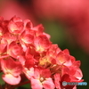 赤い紫陽花 2