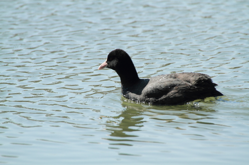 黒一色の鳥 ２