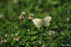 シロツメクサの花畑で 3