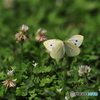 シロツメクサの花畑で 3