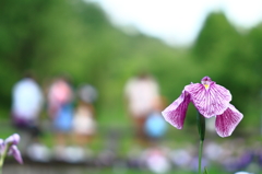 花菖蒲