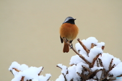 雪ジョウビタキ2