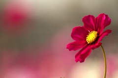 1輪のコスモスの花