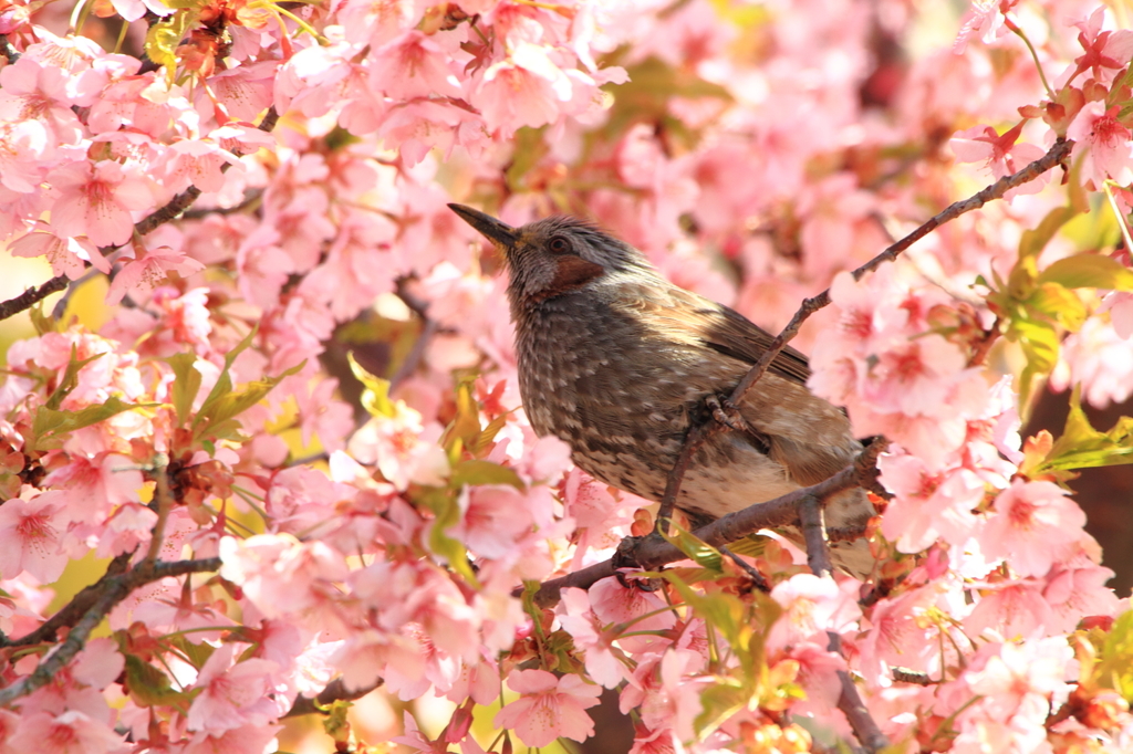 花に囲まれて―ヒヨドリ２