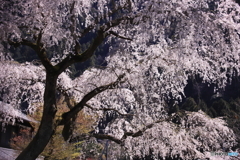 しだれ桜