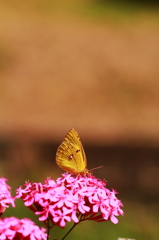 花とモンキチョウ ３