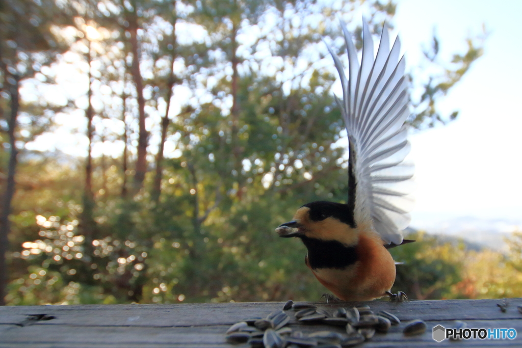 広角レンズで野鳥を撮ってみた 2