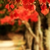 紅葉の並木