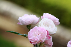 花フェスタ記念公園 ２