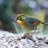 ソウシチョウ 1