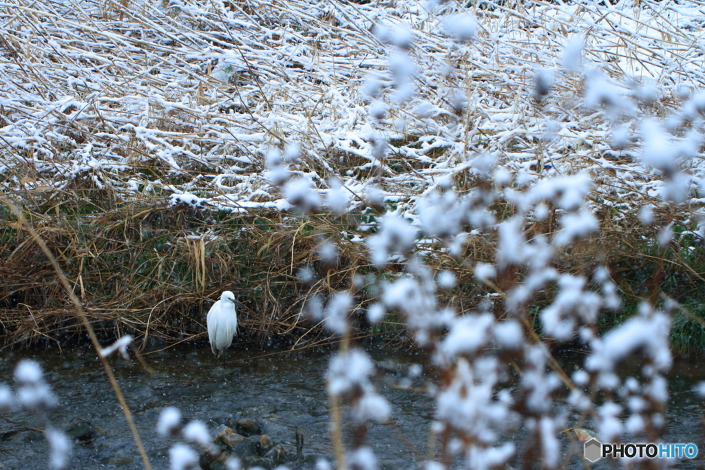 雪の中の白い鳥