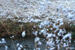 雪の中の白い鳥