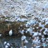 雪の中の白い鳥