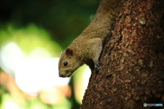 浜松城公園のリス 5