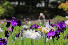 花菖蒲