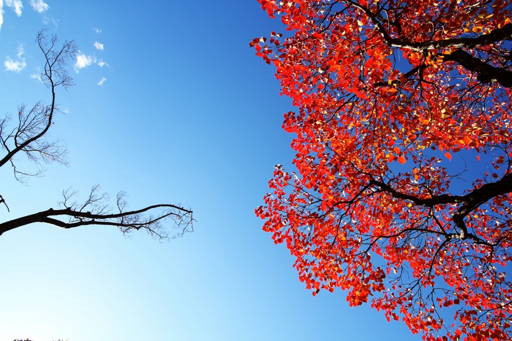 澄んだ青空と紅葉