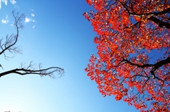 澄んだ青空と紅葉