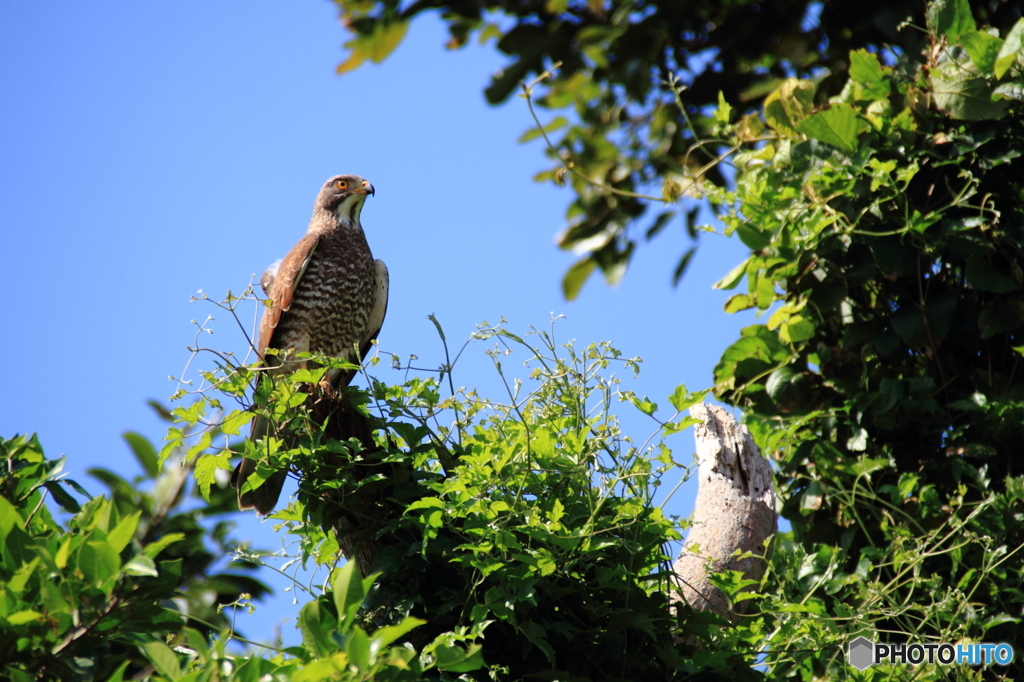 沖縄の鳥－サシバ１