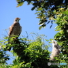 沖縄の鳥－サシバ１