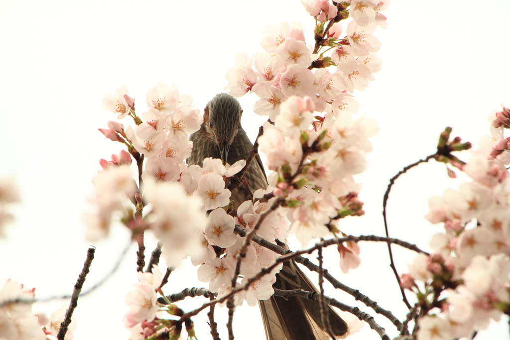 五条川の桜とヒヨドリ