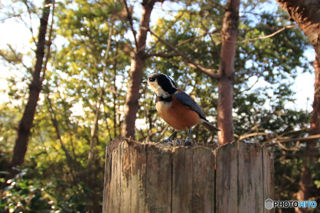 広角レンズで野鳥を撮ってみた 5