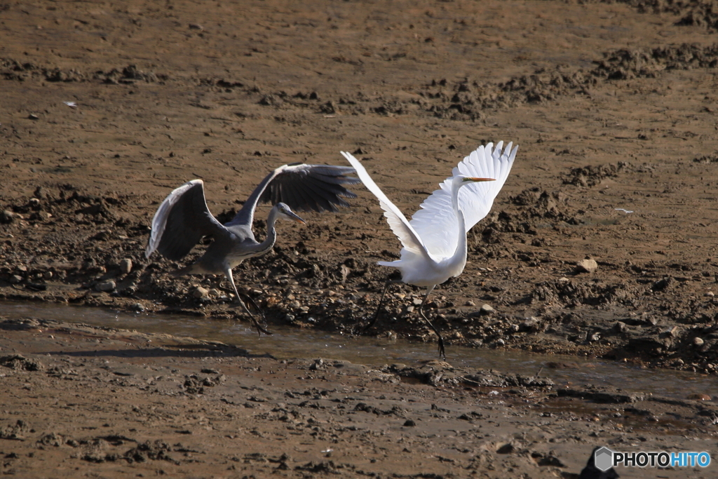 白鳥の湖・・・