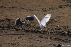 白鳥の湖・・・