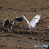 白鳥の湖・・・