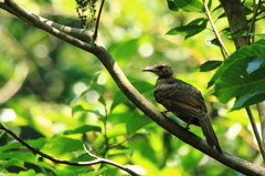 名前不明の鳥です。