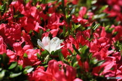 赤の中の白い花