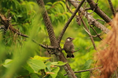 ムクドリの幼鳥 ２