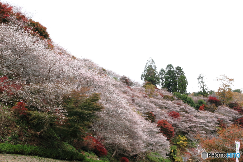 四季桜 ３