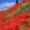 コロナ禍の花見