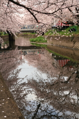 五条川の桜－2