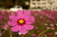 秋桜