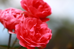 花フェスタ記念公園 １１