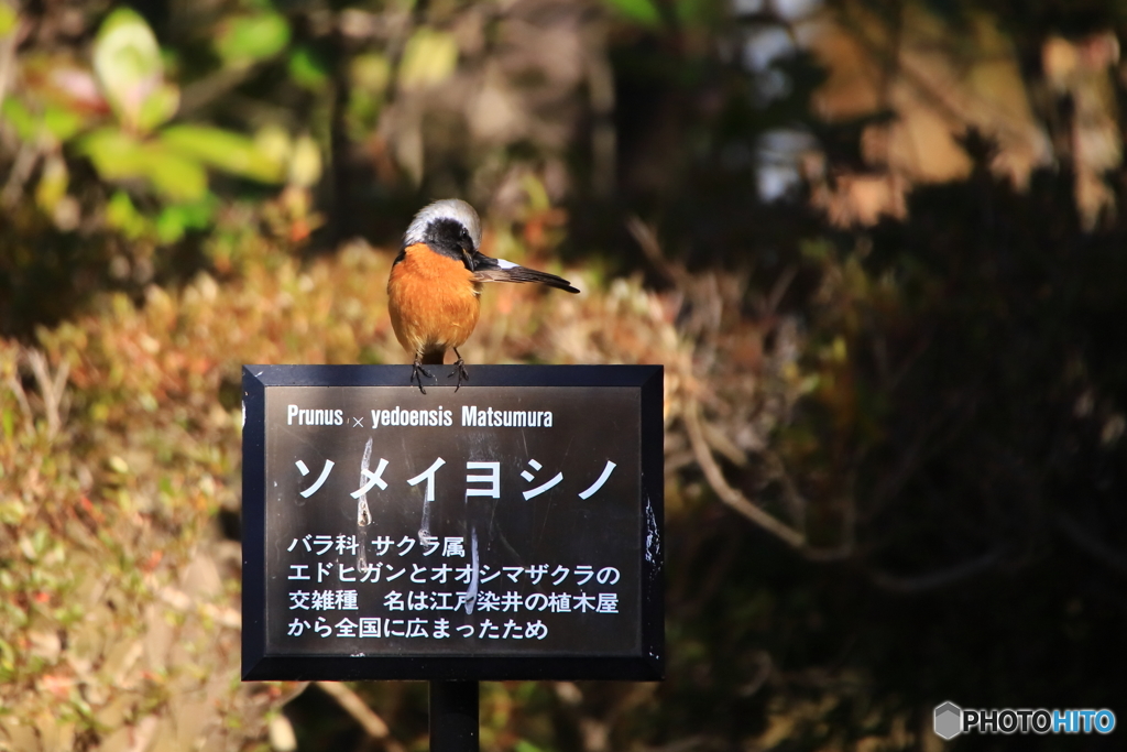 ジョウビタキとソメイヨシノ・・・