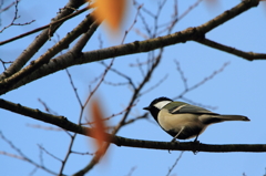 シジュウカラ