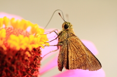 野山の蝶－イチモンジセセリ